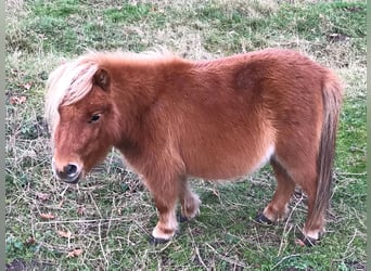 Shetland Ponies, Mare, 5 years, 7.3 hh, Chestnut-Red