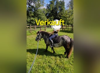 Shetland Ponies, Mare, 5 years, 9,1 hh, Gray-Dapple