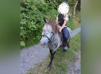 Shetland Ponies, Mare, 5 years, 9,1 hh, Gray-Dapple