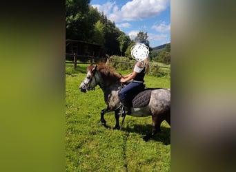 Shetland Ponies, Mare, 5 years, 9,1 hh, Gray-Dapple