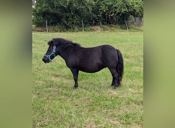 Shetland Ponies, Mare, 5 years, 9,2 hh, Black