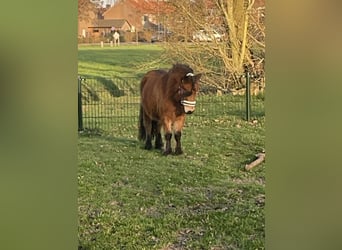 Shetland Ponies, Mare, 5 years, 9.2 hh, Brown