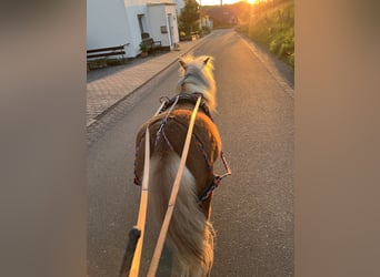 Shetland Ponies, Mare, 5 years, 9.2 hh, Chestnut-Red