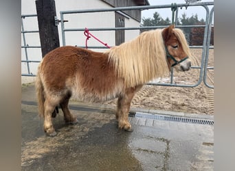 Shetland Ponies, Mare, 5 years, 9.2 hh, Chestnut-Red