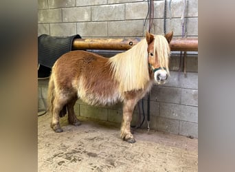 Shetland Ponies, Mare, 5 years, 9.2 hh, Chestnut-Red