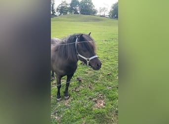 Shetland Ponies, Mare, 5 years, 9.2 hh, Smoky-Black