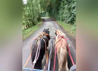 Shetland Ponies, Mare, 5 years, 9,2 hh, Black