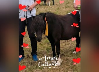 Shetland Ponies, Mare, 5 years, Tobiano-all-colors