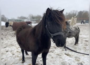 Shetland Ponies, Mare, 6 years, 10.1 hh, Black