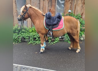 Shetland Ponies, Mare, 6 years, 10.1 hh, Chestnut-Red