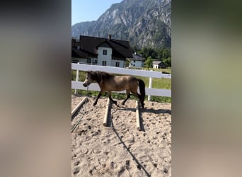 Shetland Ponies, Mare, 6 years, 10,2 hh, Brown