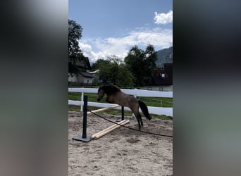 Shetland Ponies, Mare, 6 years, 10,2 hh, Brown