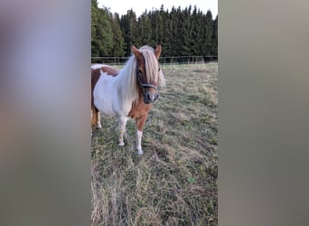 Shetland Ponies Mix, Mare, 6 years, 10,2 hh, Pinto