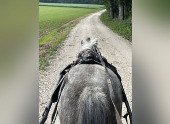 Shetland Ponies, Mare, 6 years, 10,1 hh, Gray-Dapple