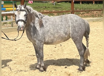Shetland Ponies, Mare, 6 years, 10,1 hh, Gray-Dapple