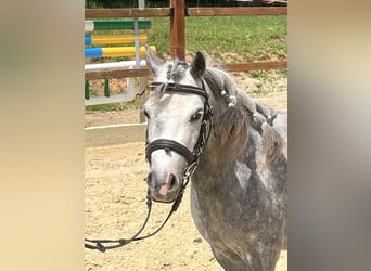 Shetland Ponies, Mare, 6 years, 10,1 hh, Gray-Dapple