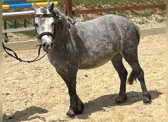 Shetland Ponies, Mare, 6 years, 10,1 hh, Gray-Dapple