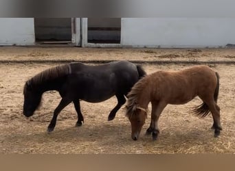Shetland Ponies, Mare, 6 years, 7.3 hh, Black