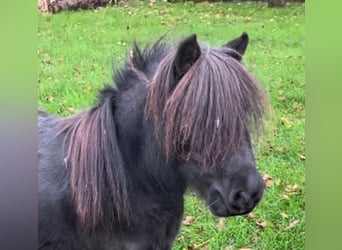 Shetland Ponies Mix, Mare, 6 years, 7,3 hh, Black
