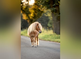 Shetland Ponies, Mare, 6 years, 8,2 hh, Chestnut-Red
