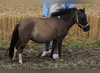 Shetland Ponies, Mare, 6 years, 9,1 hh, Dun