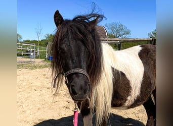 Shetland Ponies, Mare, 6 years, 9,2 hh, Pinto