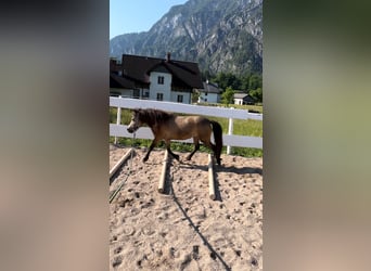 Shetland Ponies, Mare, 7 years, 10,2 hh