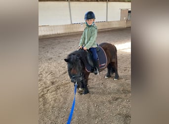 Shetland Ponies, Mare, 7 years, 10 hh, Black