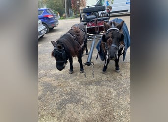 Shetland Ponies, Mare, 7 years, 10 hh, Black