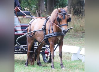 Shetland Ponies, Mare, 7 years, 11 hh, Leopard-Piebald