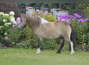 Shetland Ponies, Mare, 7 years, 7.3 hh, Buckskin