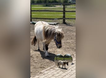 Shetland Ponies, Mare, 7 years, 8 hh, Dunalino