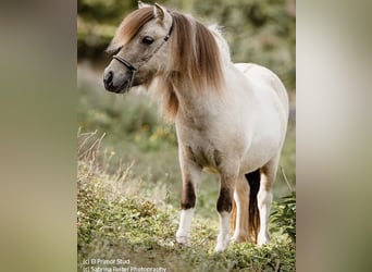 Shetland Ponies, Mare, 7 years, 8 hh, Dunalino
