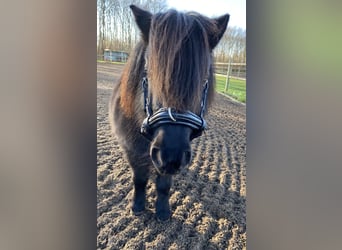 Shetland Ponies, Mare, 7 years, 9.1 hh, Smoky-Black