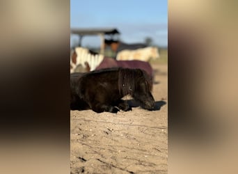 Shetland Ponies, Mare, 7 years, 9.1 hh, Smoky-Black