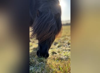 Shetland Ponies, Mare, 7 years, 9.1 hh, Smoky-Black