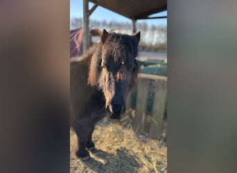 Shetland Ponies, Mare, 7 years, 9.1 hh, Smoky-Black