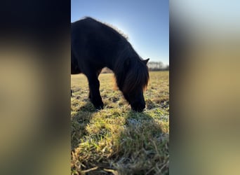 Shetland Ponies, Mare, 7 years, 9.1 hh, Smoky-Black