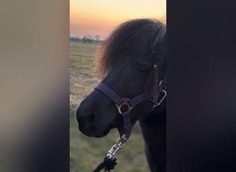 Shetland Ponies, Mare, 7 years, 9.1 hh, Smoky-Black