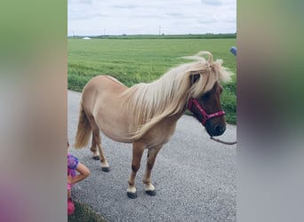 Shetland Ponies, Mare, 7 years, 9,2 hh