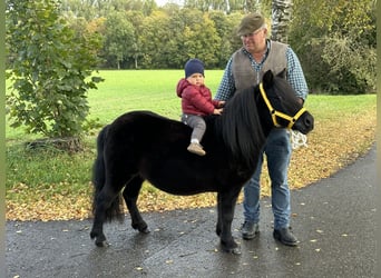 Shetland Ponies, Mare, 8 years, 10.1 hh, Black