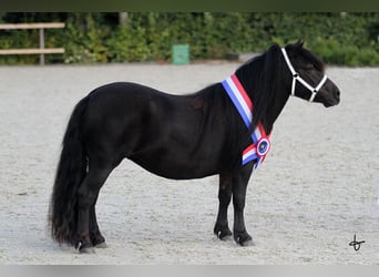 Shetland Ponies, Mare, 8 years, 10.1 hh, Black