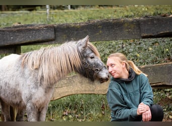 Shetland Ponies, Mare, 8 years, 10,1 hh, Leopard-Piebald