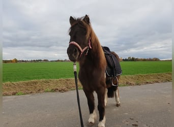 Shetland Ponies, Mare, 8 years, 10.1 hh, Pinto