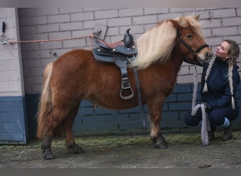 Shetland Ponies, Mare, 8 years, 11.1 hh, Chestnut-Red