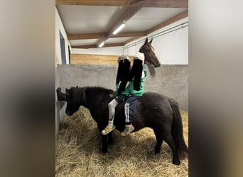 Shetland Ponies, Mare, 8 years, 11 hh, Smoky-Black