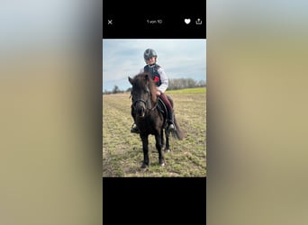 Shetland Ponies, Mare, 8 years, 11 hh, Smoky-Black