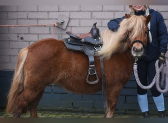 Shetland Ponies, Mare, 8 years, 11,1 hh, Chestnut-Red