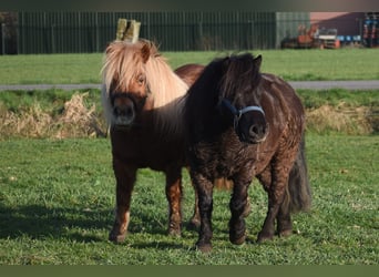 Shetland Ponies, Mare, 8 years, 11,1 hh, Chestnut-Red