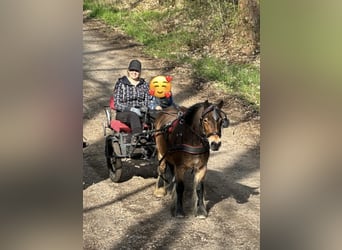 Shetland Ponies Mix, Mare, 8 years, 11,2 hh, Brown